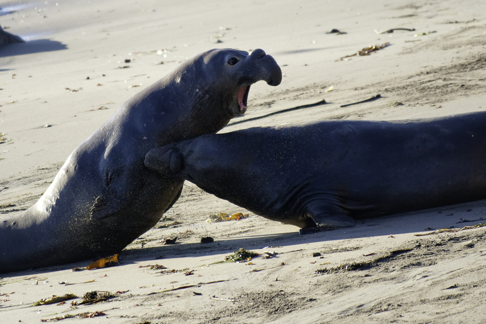 File:$$$ Elephant Seals fighting DSC 3155 (1 of 1).jpg - Wikimedia Commons